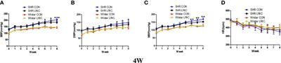The antihypertensive effect of remote ischemic conditioning in spontaneously hypertensive rats